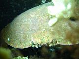 2009-06-13 18-01-55Li